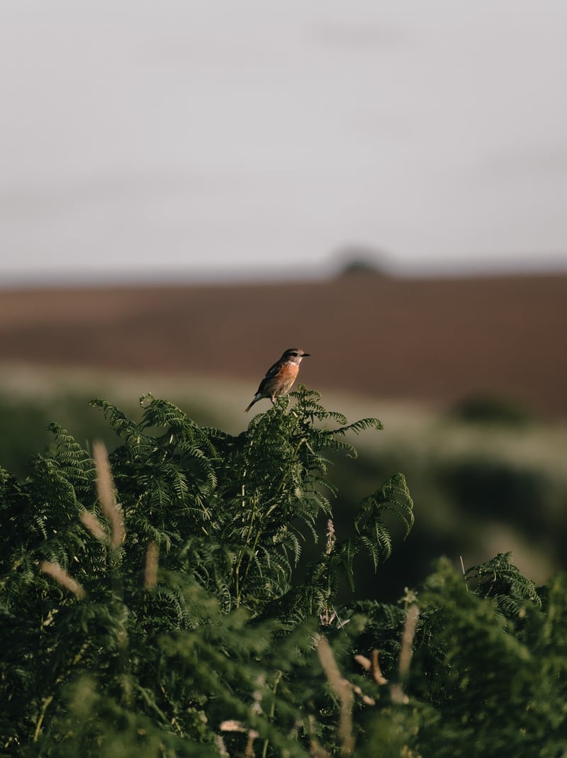 Wildlife Habitats